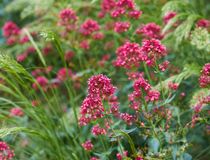 Agrandir l'image, .JPG 283,5 Ko (fenêtre modale)