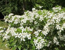 Agrandir l'image, .JPEG 126,7 Ko (fenêtre modale)