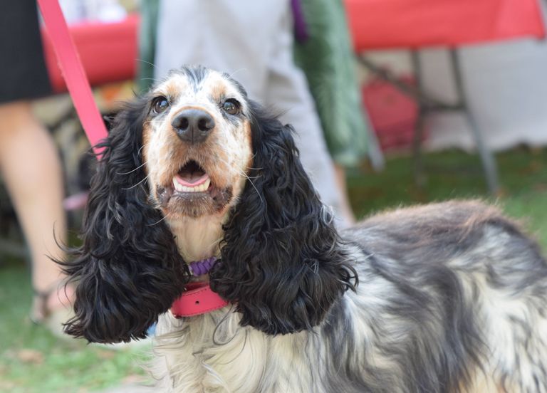 Journée mondiale des animaux au parc