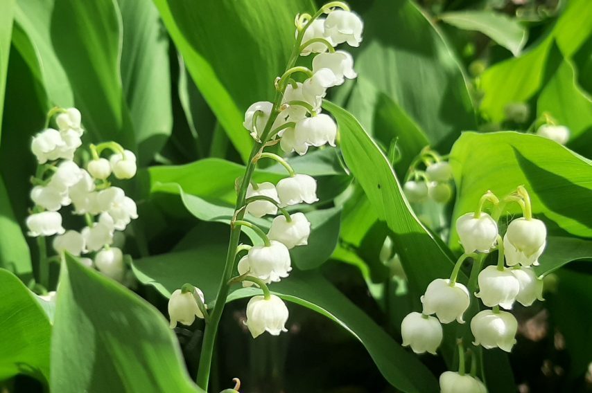 La Vente De Muguet Interdite Le 1er Mai Ville De Drancy