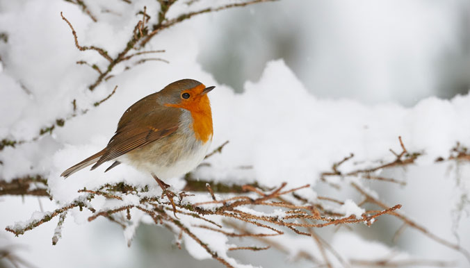 Comment bien nourrir les oiseaux l'hiver ?
